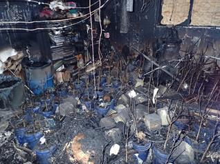 burned cannabis growing center