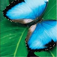 350 DPI no enhancement