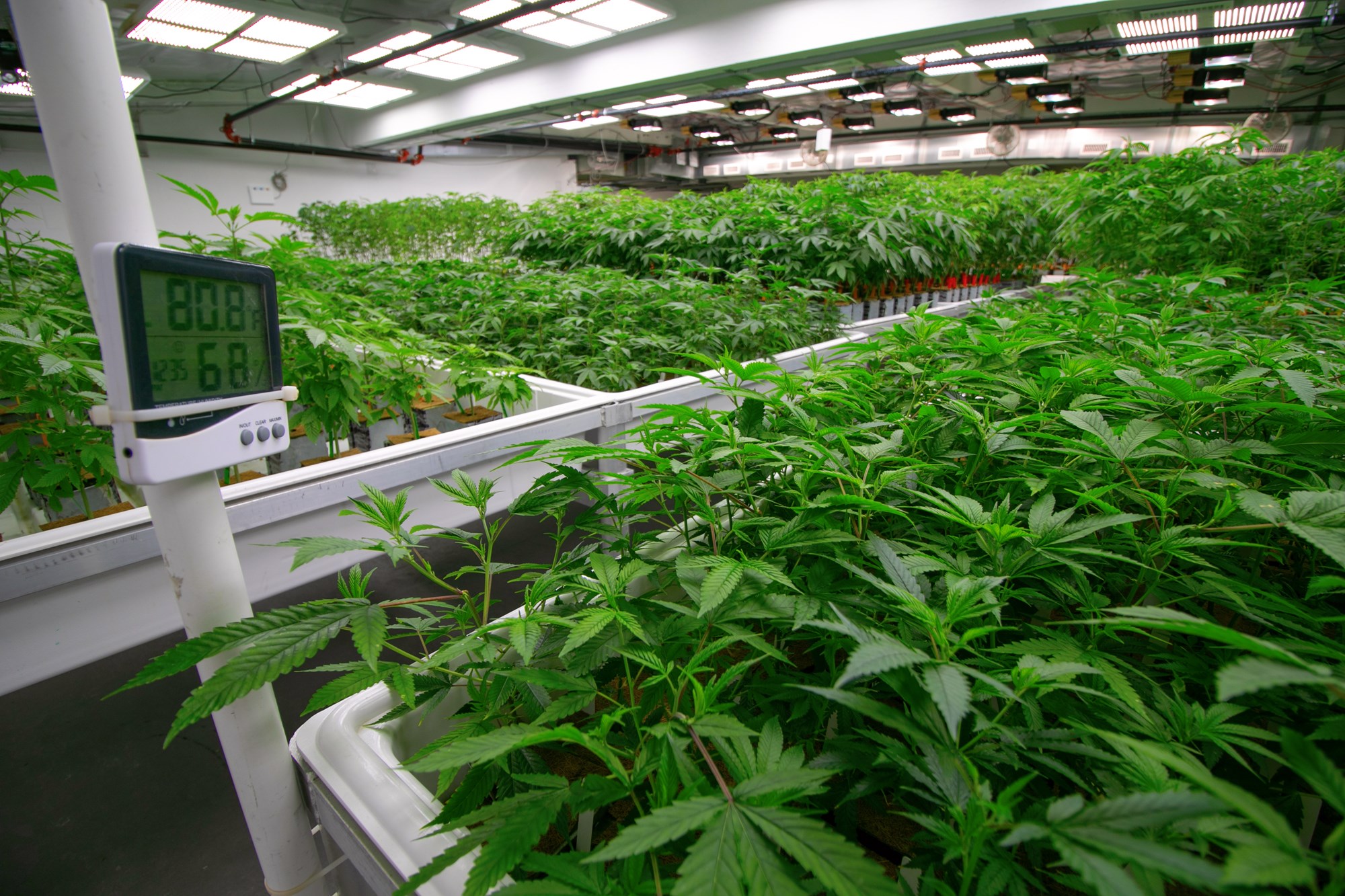 Up in Smoke: The Dangers of Cannabis and Hash Oil Operation Fires